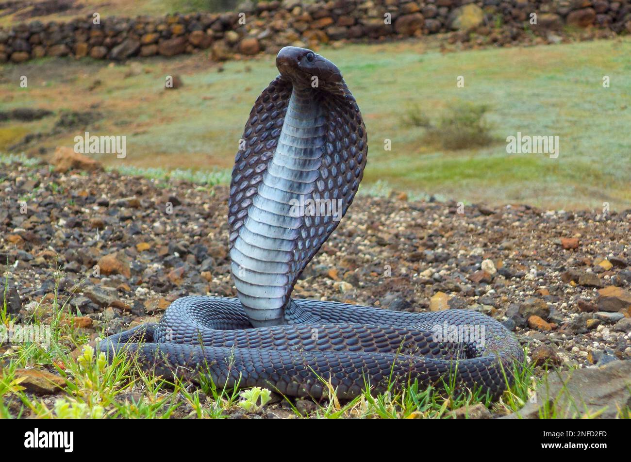 Indian spectacled cobra with hood upright, Naja naja, Satara ...