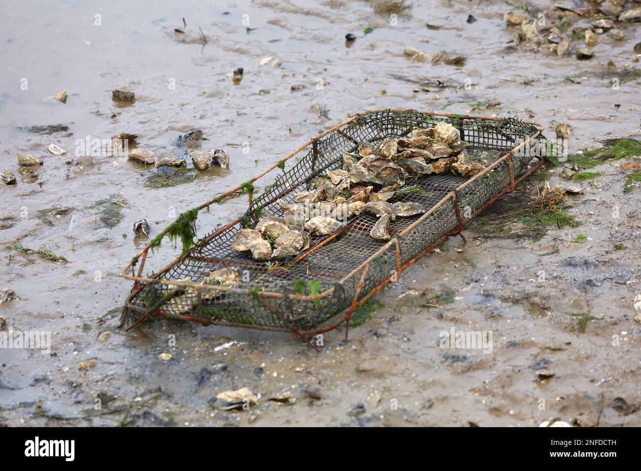Oyster farming in Oualidia, Morocco. Oyster cultivation cage in the