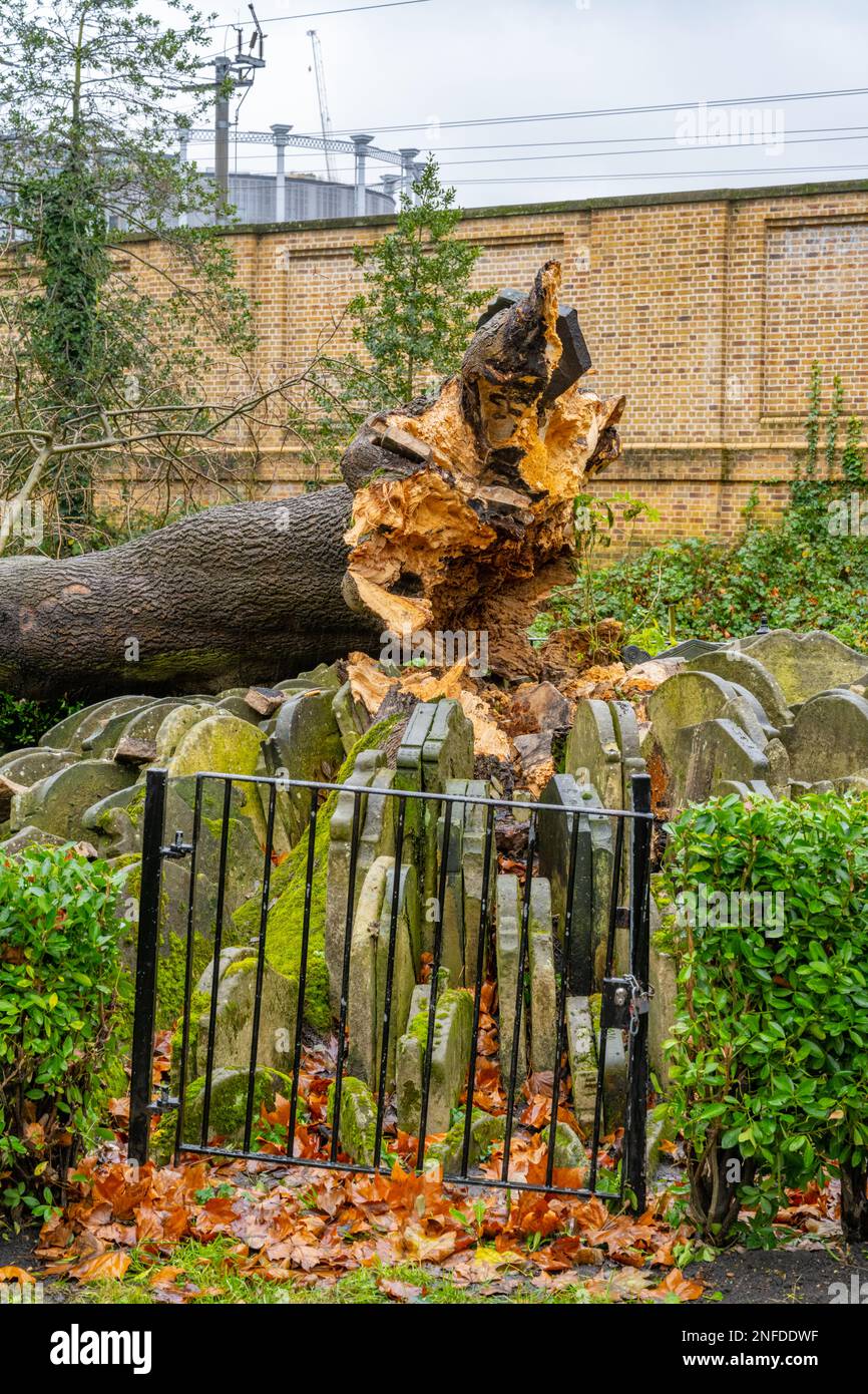 The remains of the Hardy Ash tree in the church of St Pancras Old Church London after it fell in high winds in December 2022 Stock Photo