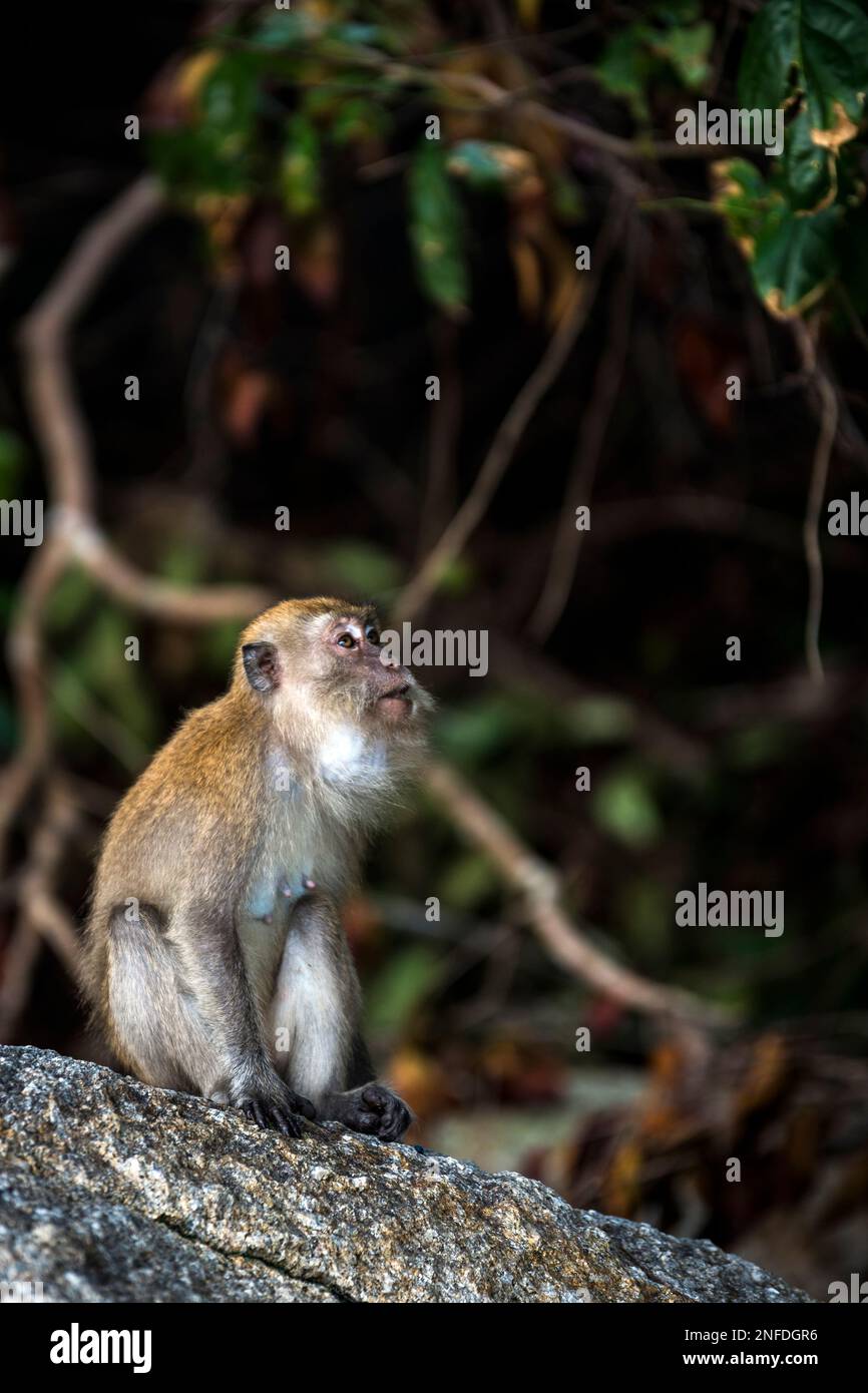 Macaque monkey in the forest near Coral Beach, Teluk Nipah, Pangkor ...