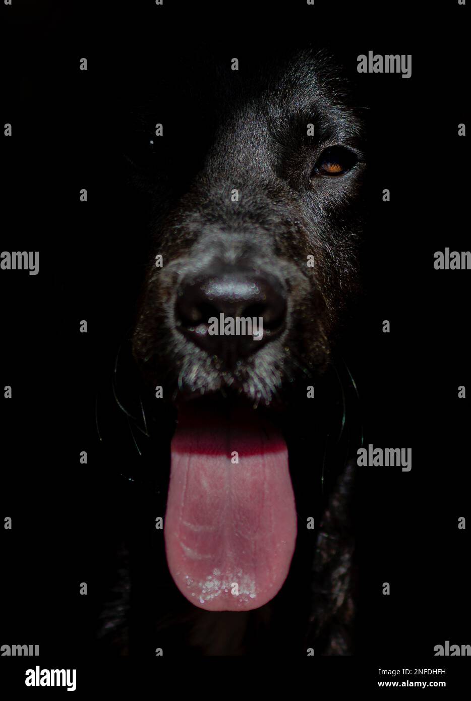Portrait of an adorable golden retriever Stock Photo - Alamy
