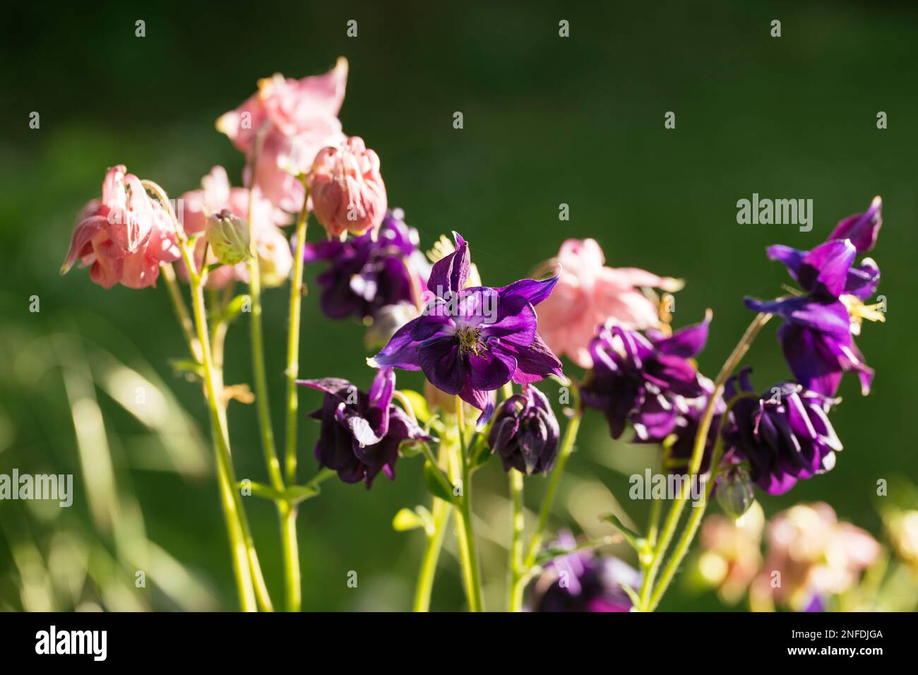 Pale rose colored and purple columbine (Aquilegia vulgaris L.) flower. Stock Photo