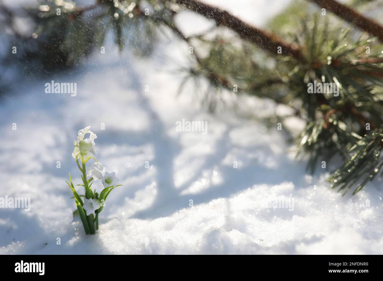 The first spring flower. Snowdrop in the forest. Spring sunny day in ...