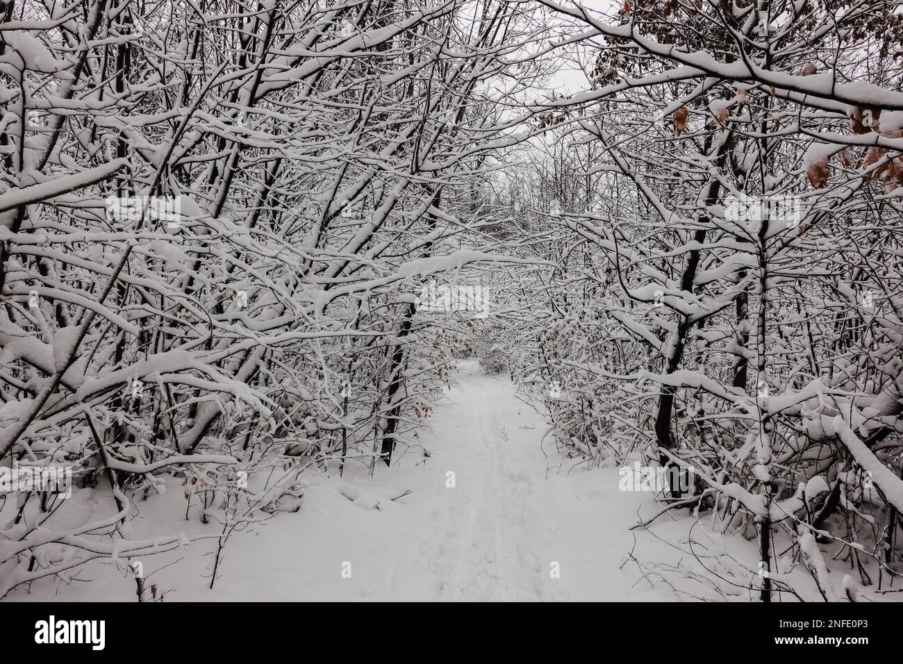 hiking path with lot of snow at the branches from trees and shrubs in ...