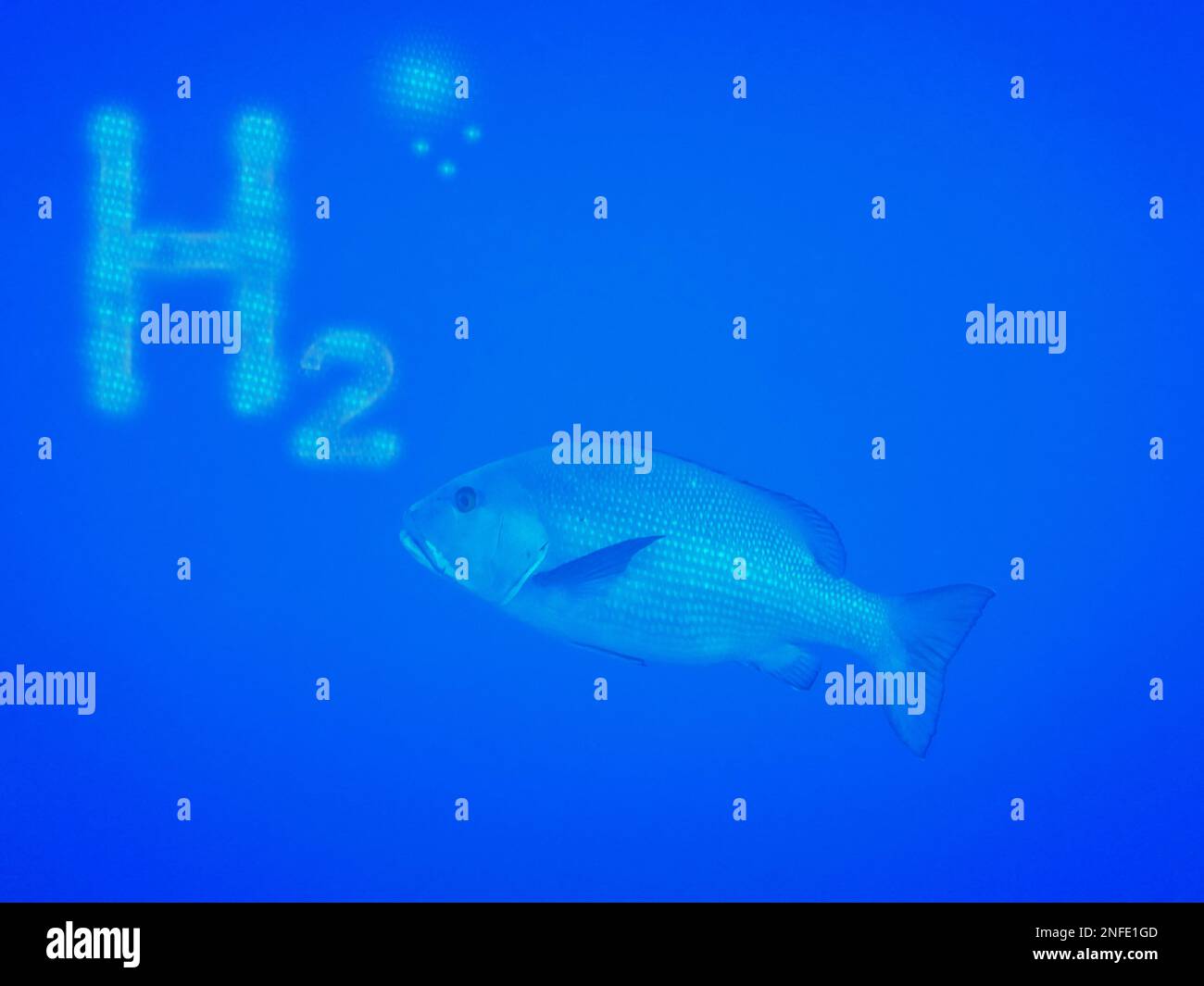 3D illustration renewable pure energy light blue h2 hydrogen and a large common dentex fish in blue water Stock Photo