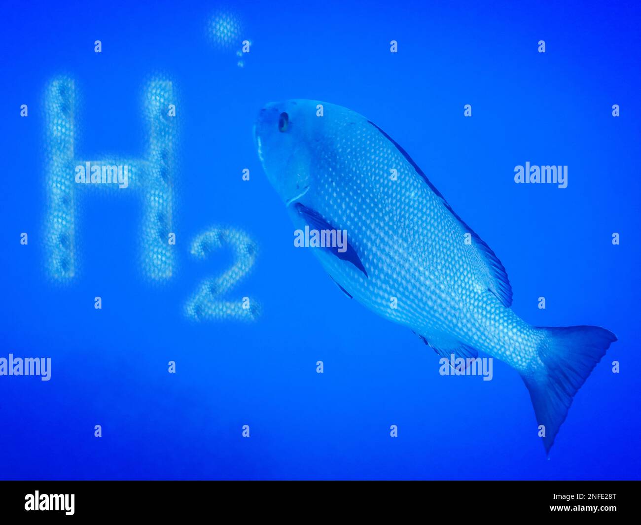 3D illustration renewable pure energy blue h2 hdrogen and a large common dentex fish in deep blue water Stock Photo