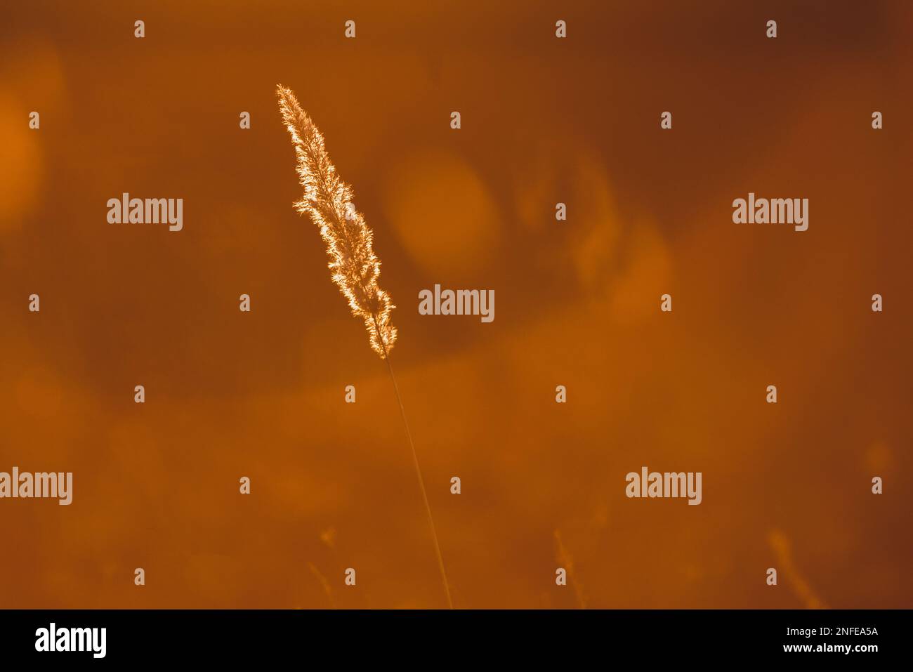 Reed in the sunset light. Bible concept Stock Photo Alamy