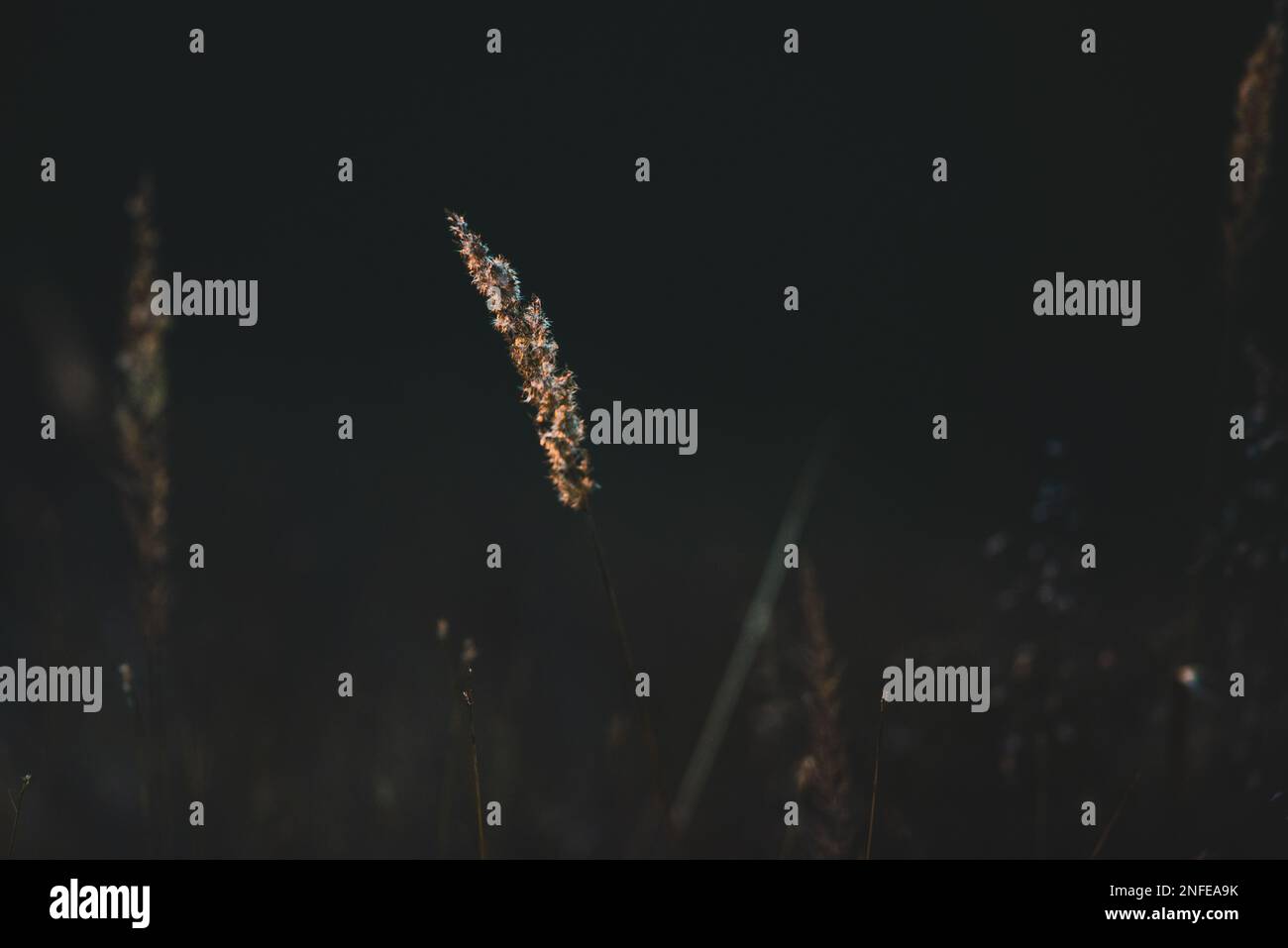 Reed in the sunset light. Bible concept Stock Photo Alamy