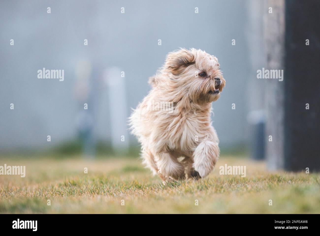 Playful havanese puppy dog is running towards camera in the yard Stock