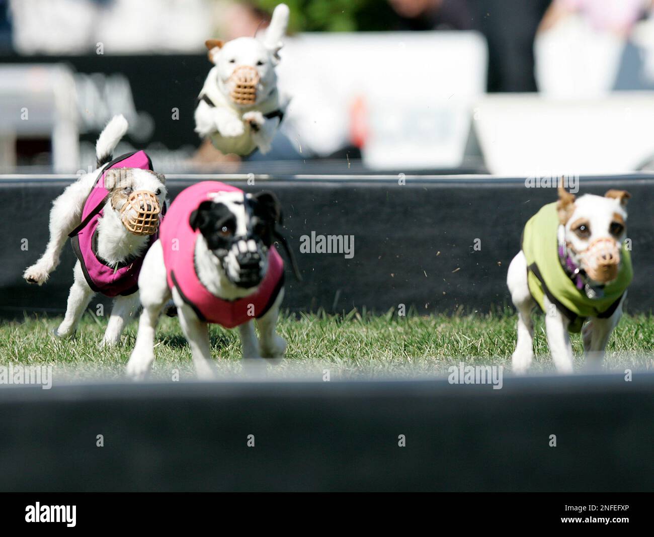 Jack Russell terriers compete in the Jack Russell Hurdle Race at the Purina Incredible Dog Challenge National Championships at Purina Farms on Thursday October 4 2008 in Gray Summit Mo. Chris Weeks AP