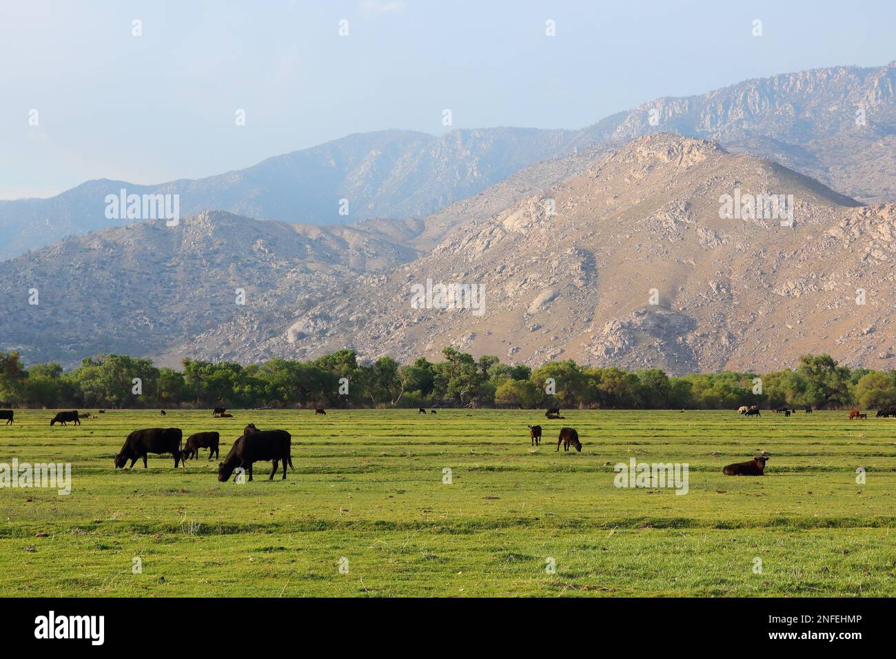 California, USA cattle ranch in Kern County. American agriculture