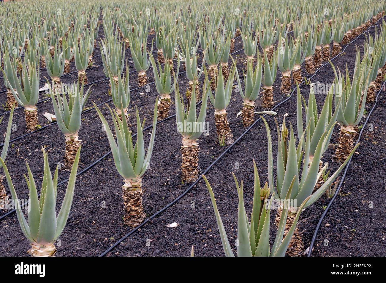 Cultivation of aloe vera plants outdoors. Known for their medical