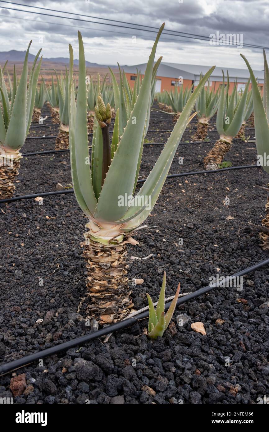 Cultivation of aloe vera plants outdoors. Known for their medical