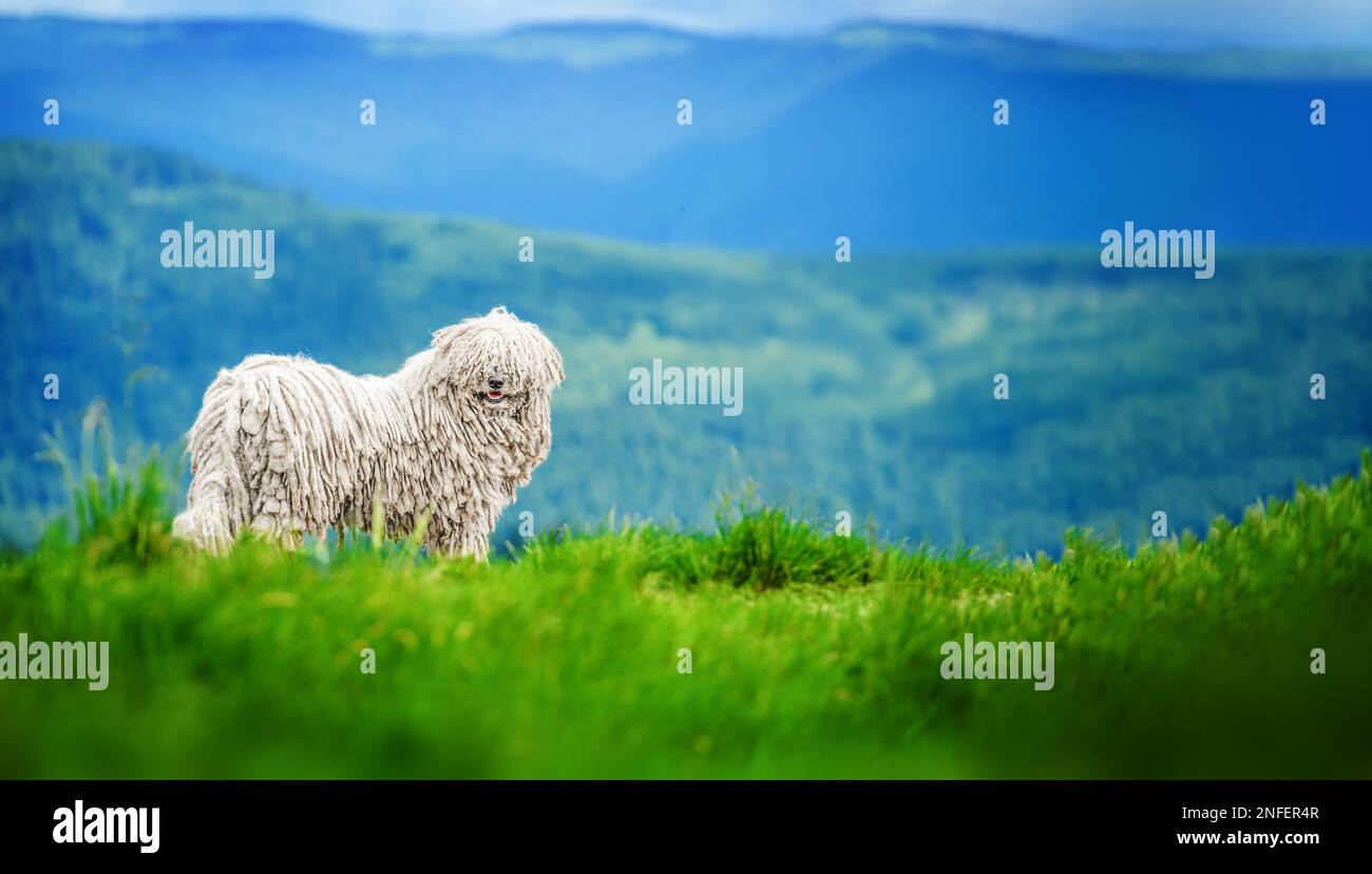 Happy dog walks in the mountains. Hungarian puli dog Stock Photo