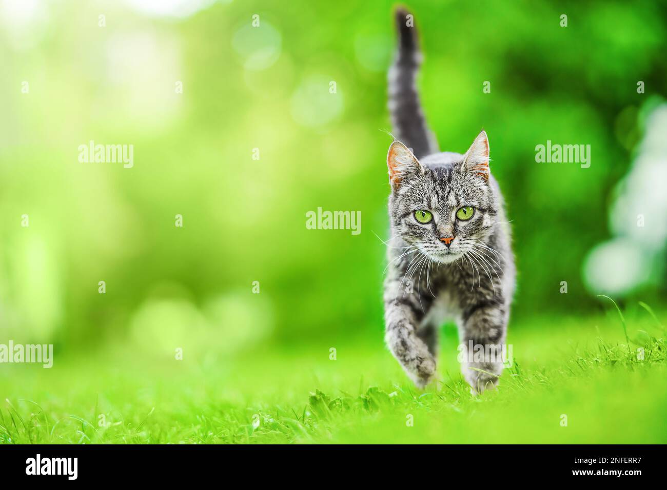 tabby cat outdoors in sunny green garden walking towards camera looking. Stock Photo