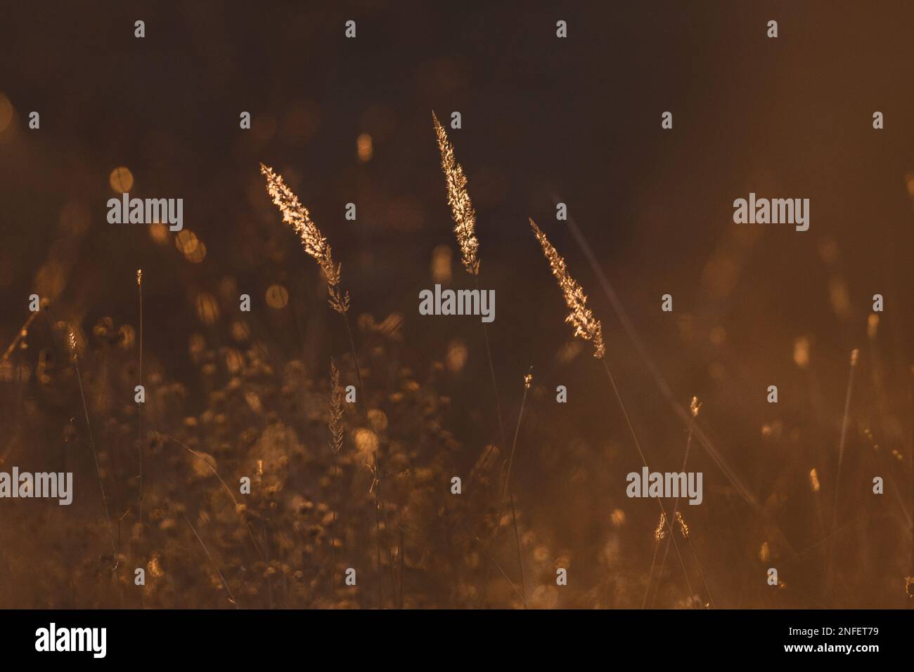 Reed in the sunset light. Bible concept Stock Photo Alamy