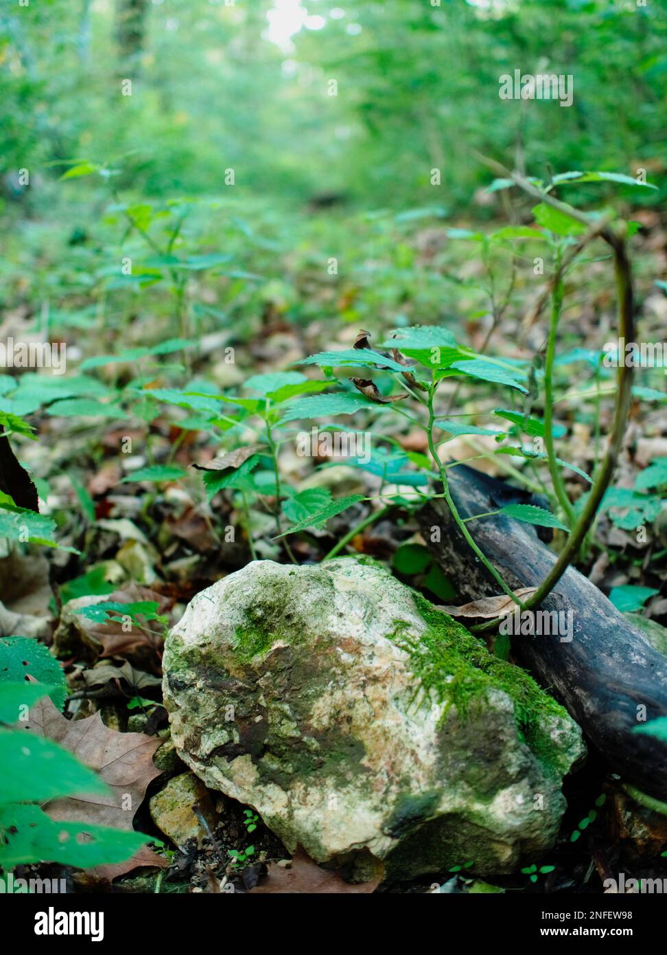 A lush green plant with long, winding stems is growing atop a large rock situated in a wooded area Stock Photo