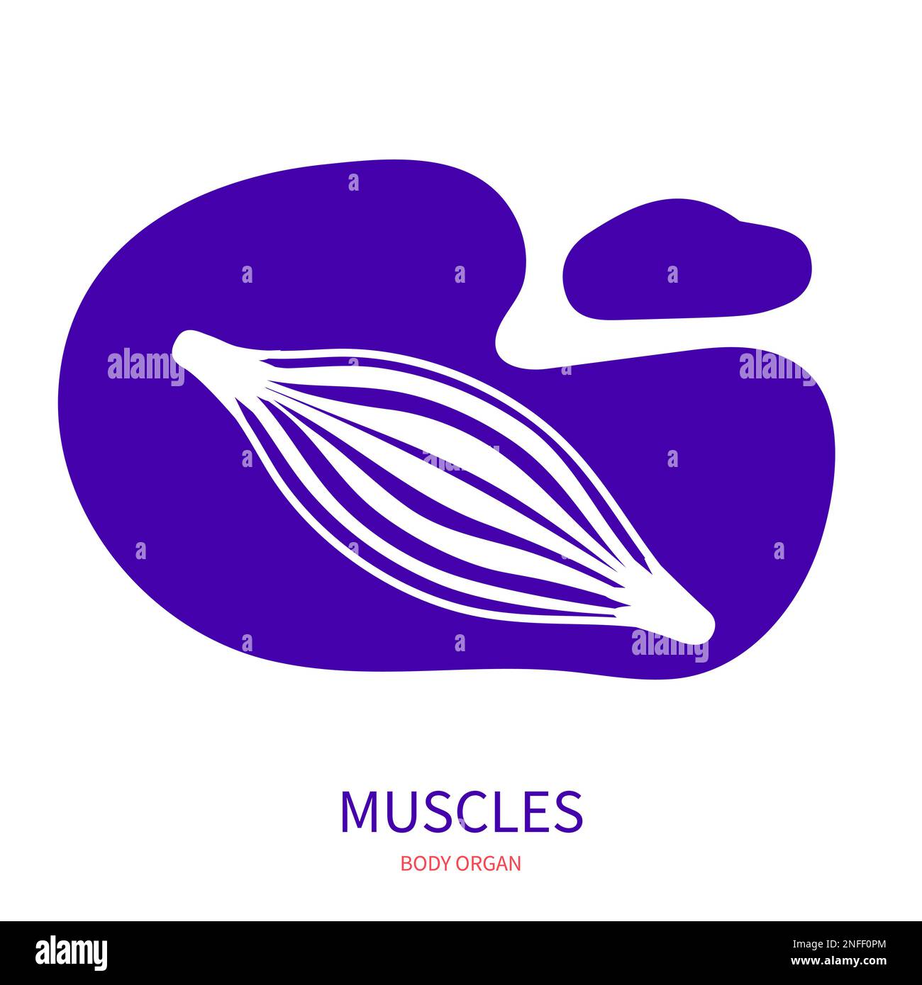 Human muscle body part silhouette pictogram icon Stock Vector Image