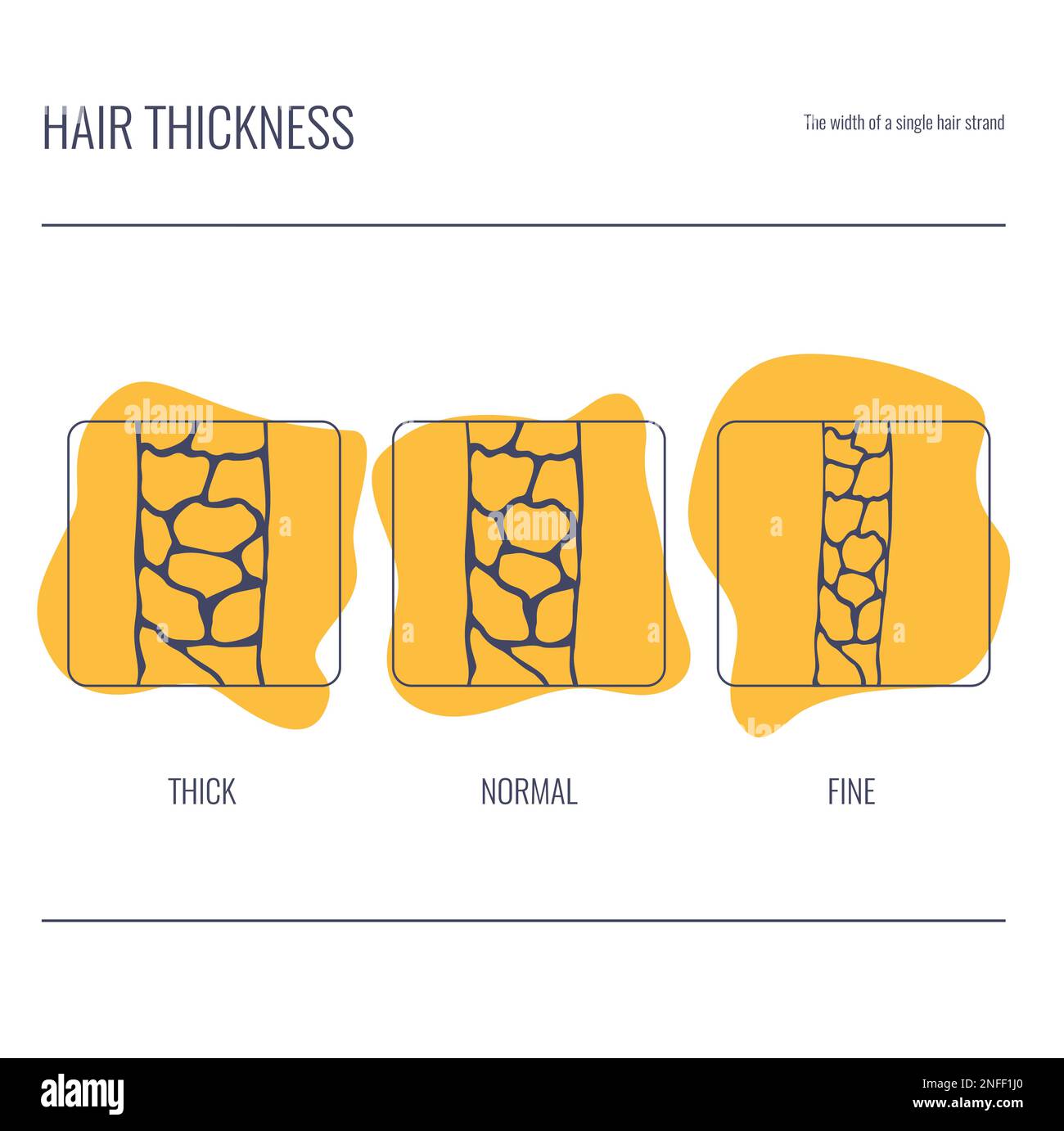 Hair thickness types Cut Out Stock Images & Pictures - Alamy