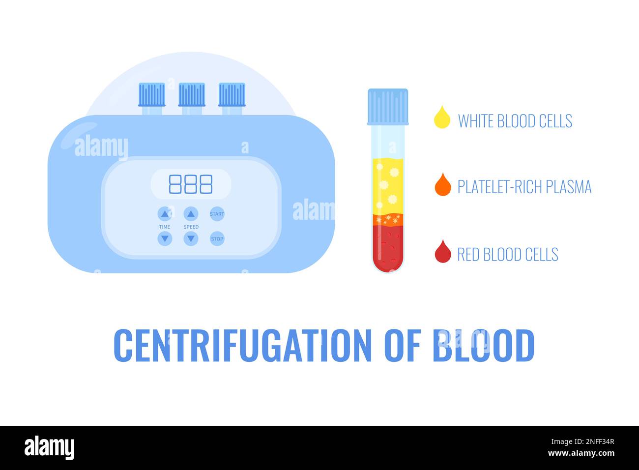 Human blood plasma after centrifugation infographic poster Stock Vector