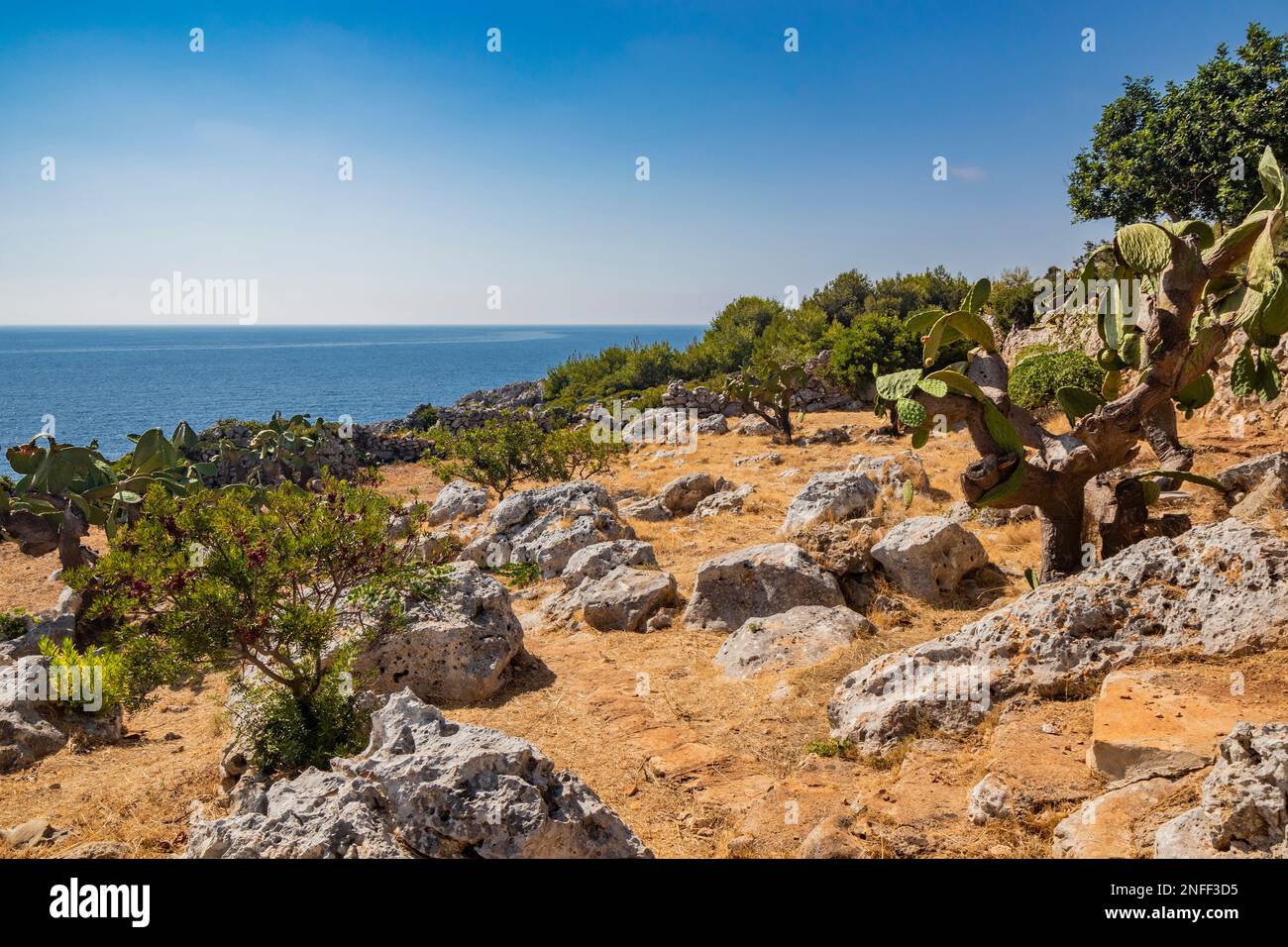 Gagliano del Capo. A garden of prickly pears and shrubs overlooks the beautiful panorama of the blue sea, on the rocky cliff of Salento. The path from Stock Photo
