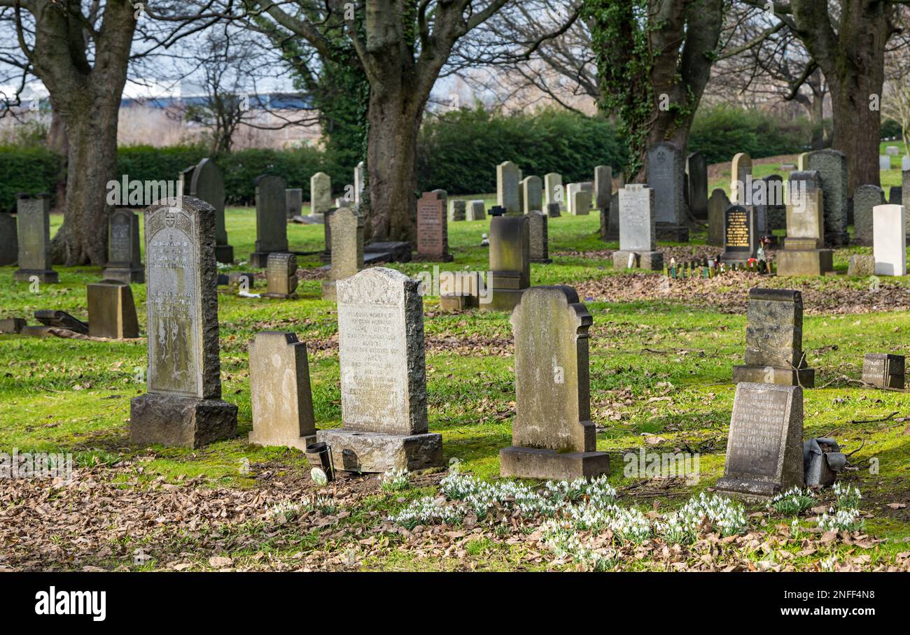 Snowdrops (Galanthus nivalis) in graveyard between headstones on Spring day, Edinburgh, Scotland, UK Stock Photo