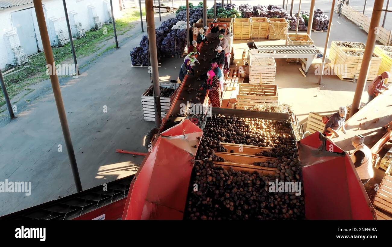 top view. special mechanized process of Potato sorting at farm ...