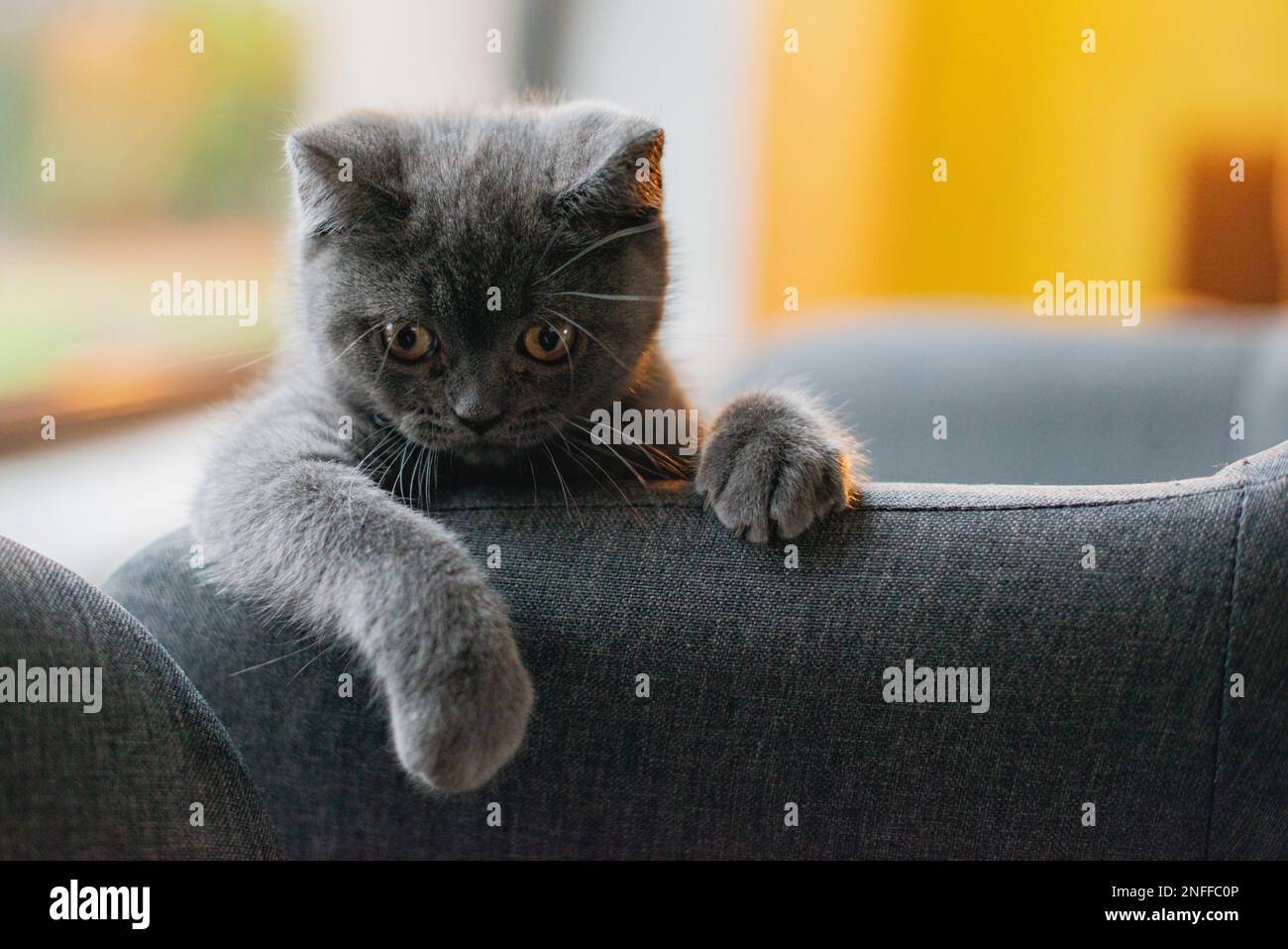 portrait, cat, hiding, hide, grey, scottish, british, beautiful, closeup, play, fur, couch
