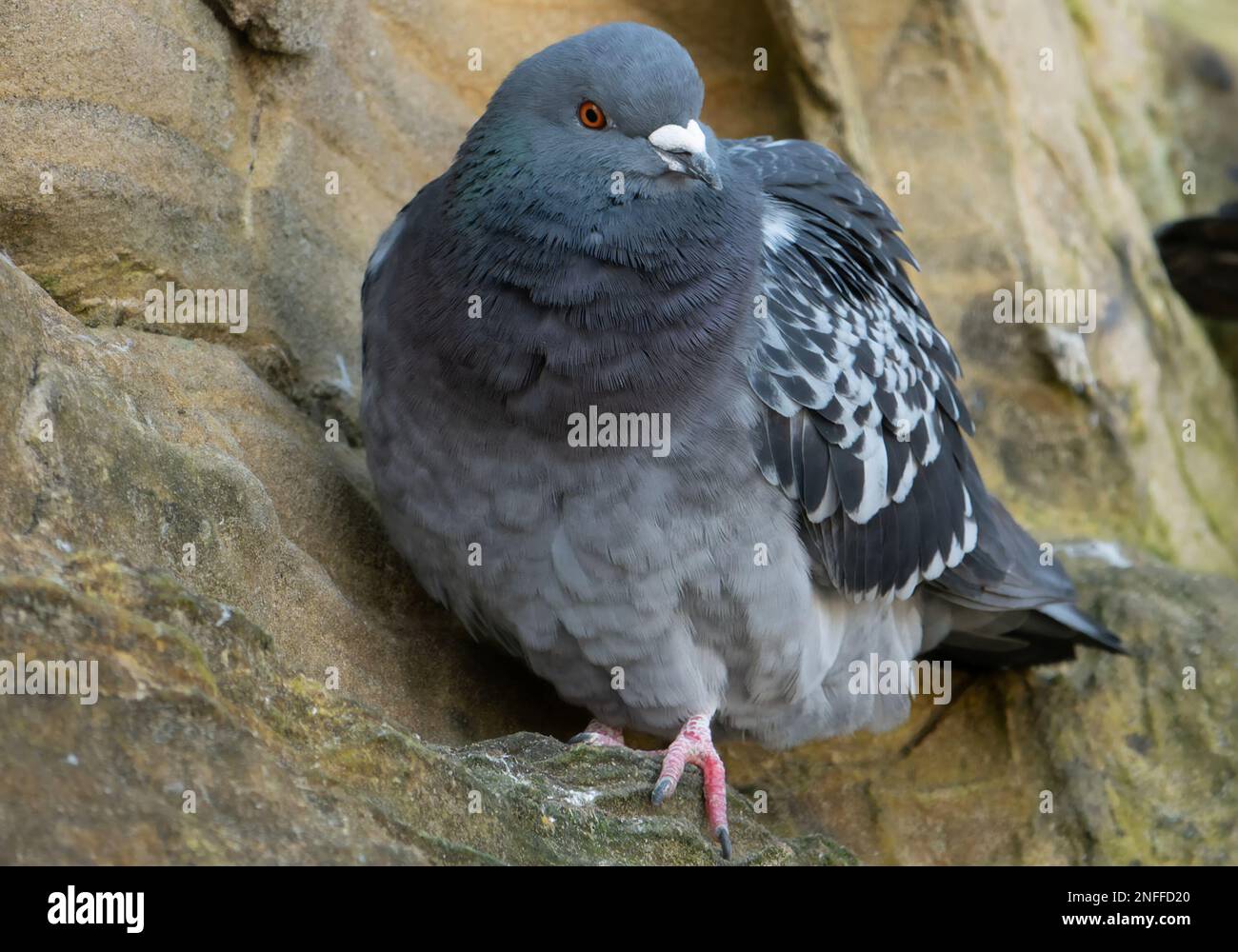 A Pigeon in a cave Stock Photo