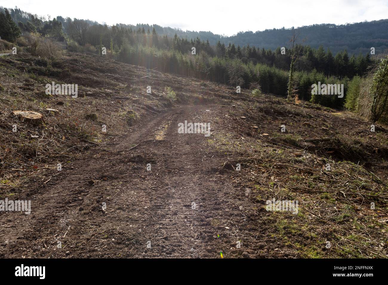 Clear Felling Forestry Plantation Stock Photo Alamy   Clear Felling Forestry Plantation 2NFFNXK 