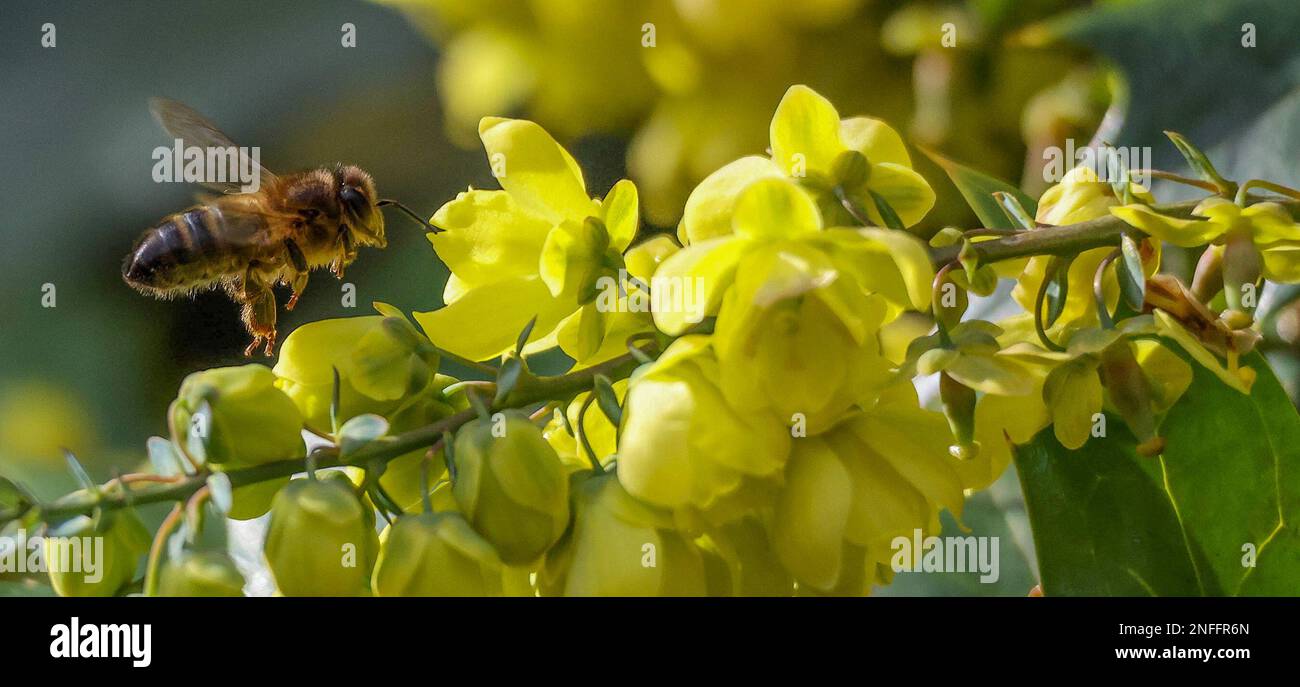 Winter bee feb 2023 hires stock photography and images Alamy