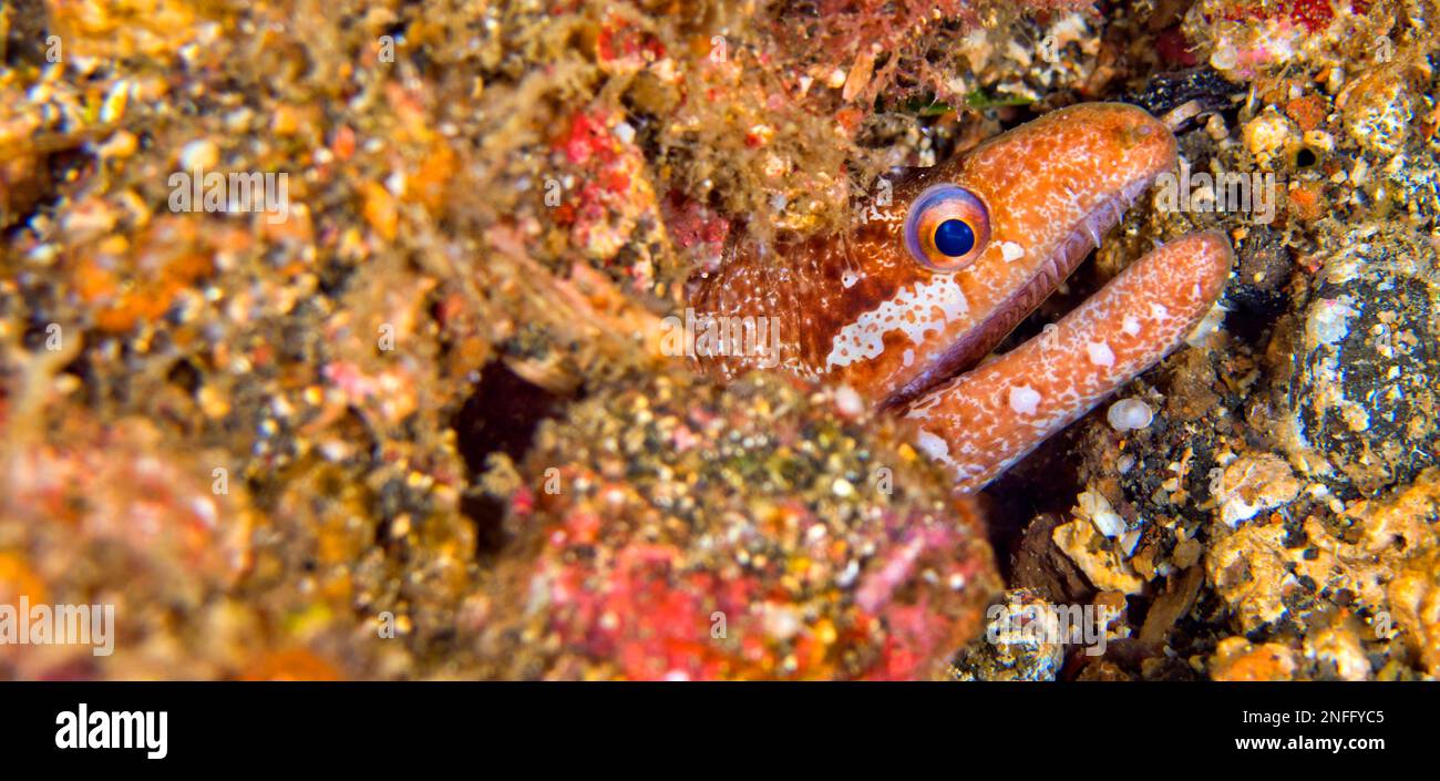 Moray Eeel, Mud Moray, Gymnothorax sp., Coral Reef, Lembeh, North Sulawesi, Indonesia, Asia Stock Photo