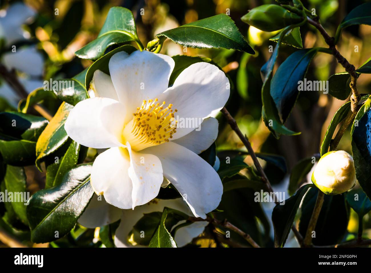 Camellia japonica 'Lily Pons' in a winter garden, Tintagel, Cornwall, UK Stock Photo