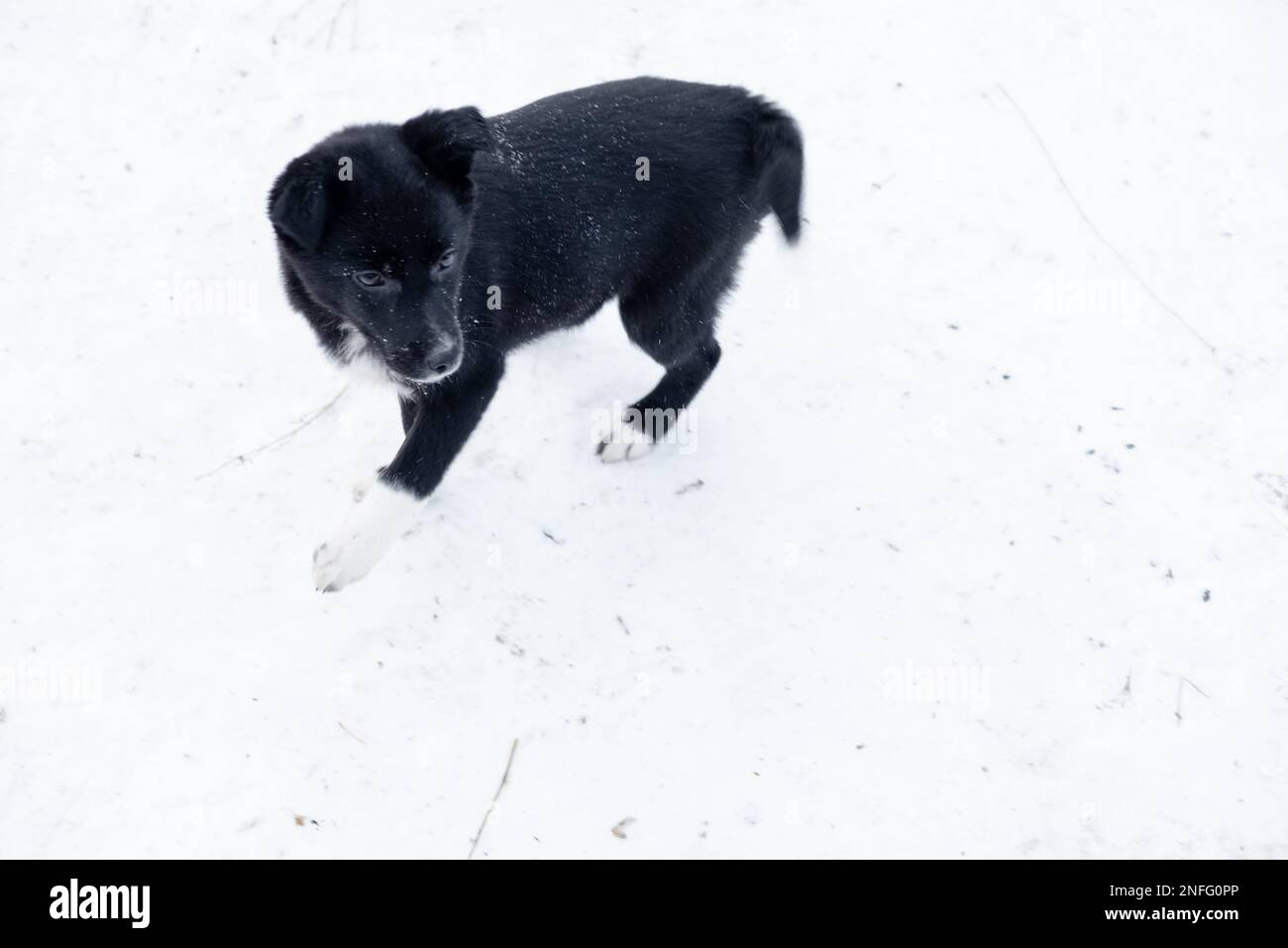 Black Puppy With White Paws Black Dog With White Paws Hi Res Stock