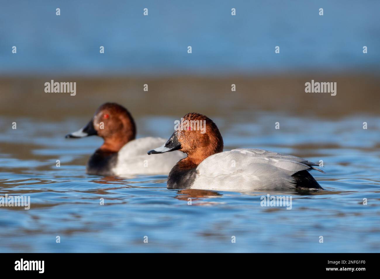 Common Pochard (Aythya Ferina) on water, a red listed bird species in the UK. Pair of males or drakes in breeding plumage Stock Photo