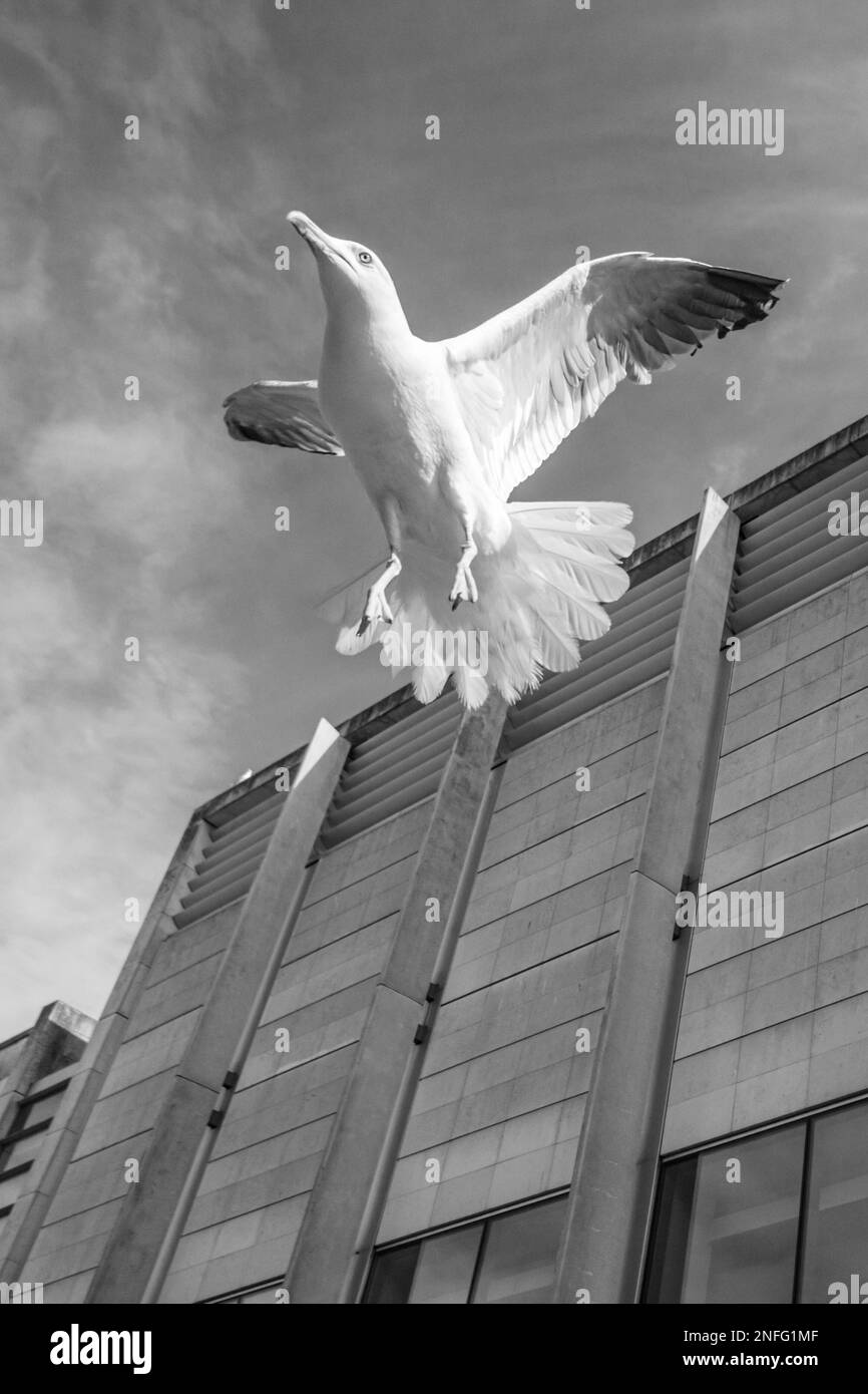 Seagulls flying low in an urban environment, UK Stock Photo