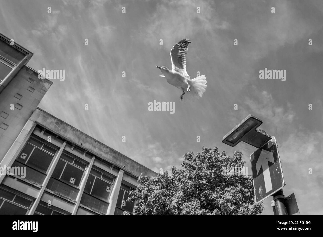 Low flying seagull in urban environment, town or city, UK Stock Photo