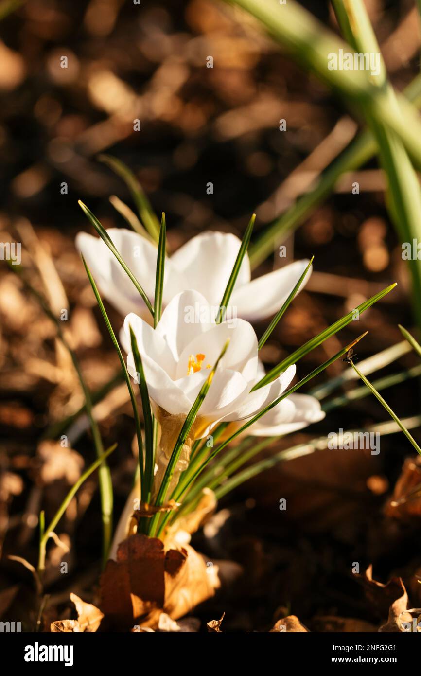 White flowering Crocus Miss Vain in March in sunset. Stock Photo