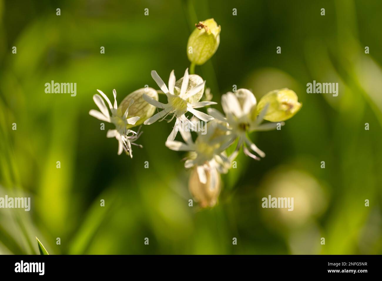 Blooming silene vulgaris flowers. Stock Photo