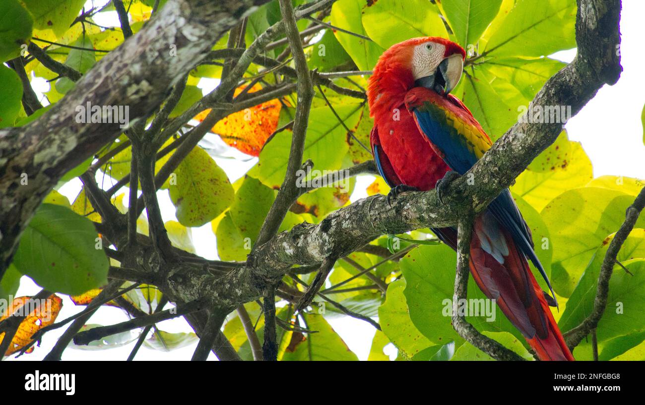 Scarlet Macaw, Ara macao, Lapa Roja, Corcovado National Park, Osa Conservation Area, Osa Peninsula, Costa Rica, America Stock Photo