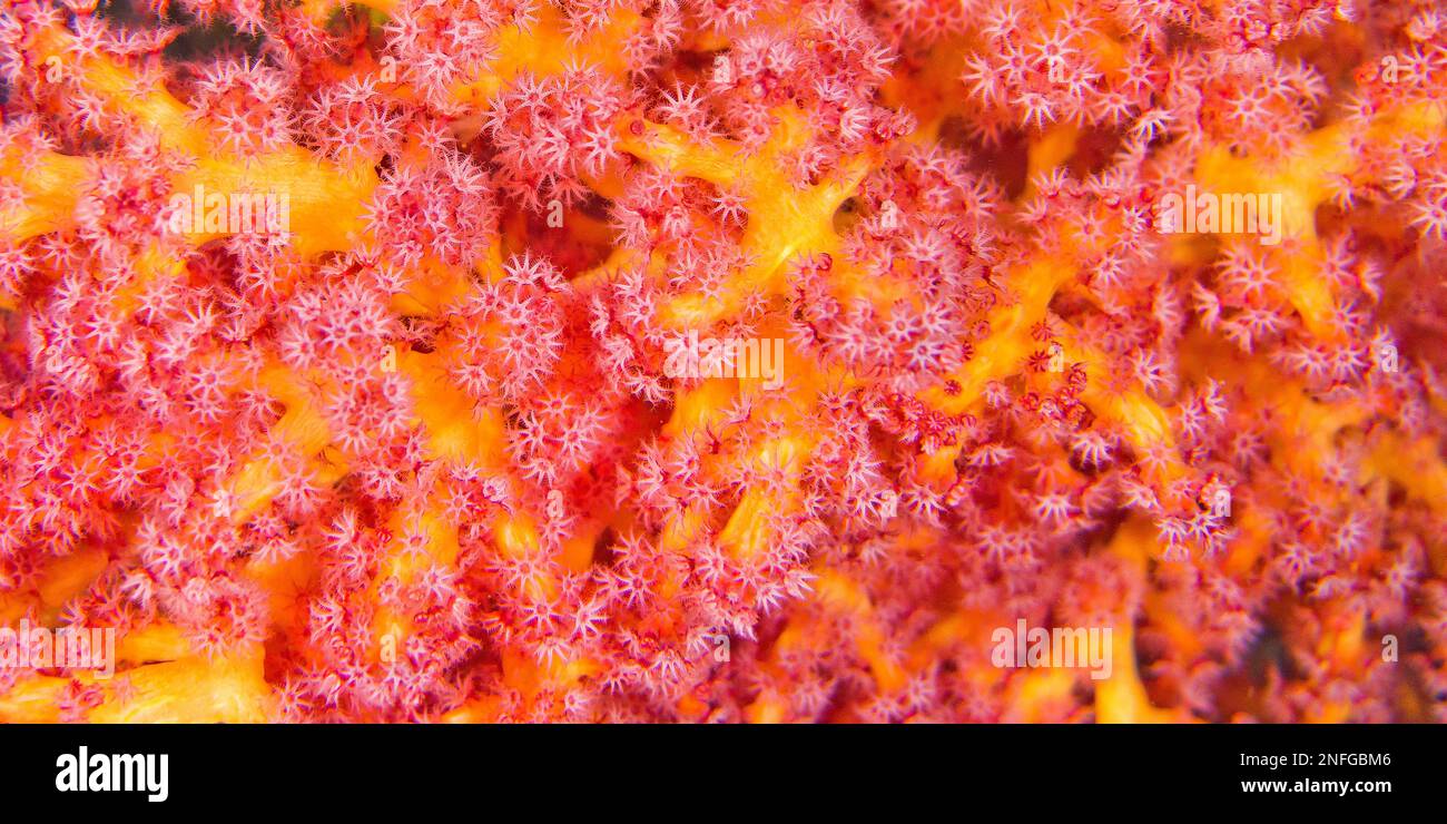 Multi-branched trees, Soft Coral, Coral Reef, Lembeh, North Sulawesi, Indonesia, Asia Stock Photo