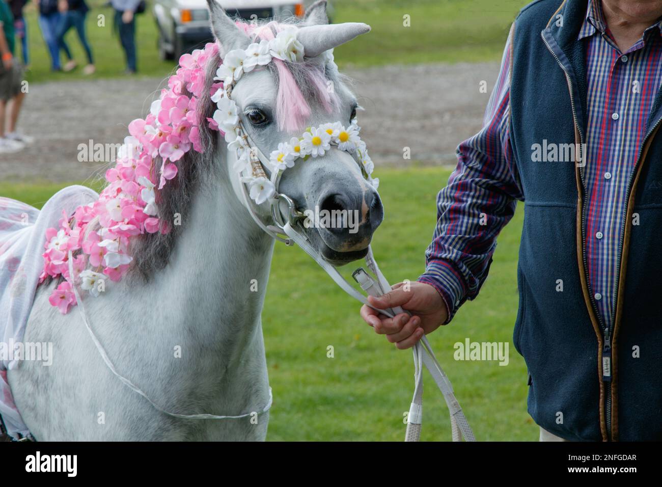 White Pony decorated as a Unicorn and floral mane  and harness at Ripley Show Horses & Ponies Fancy Dress Competition, North Yorkshire, UK. Stock Photo