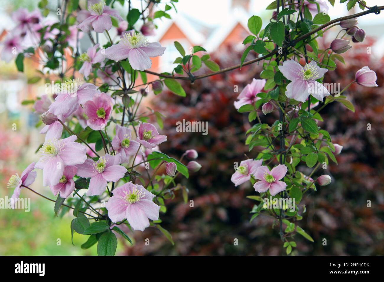 Clematis Montana hanging from trellis with out of focus background Stock Photo