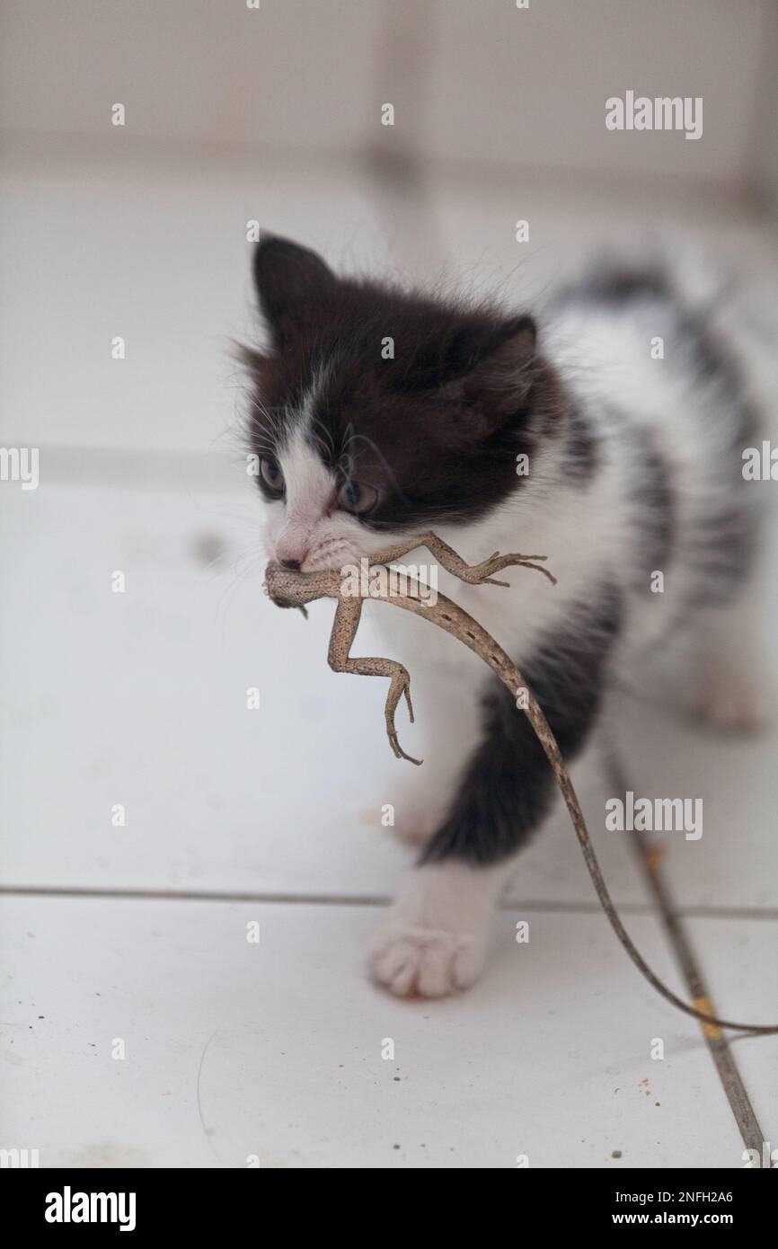 Cat ate gecko 2025