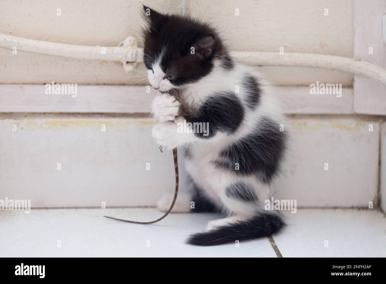 Closeup on a 10 weeks old kitten eating a gecko after playing with it
