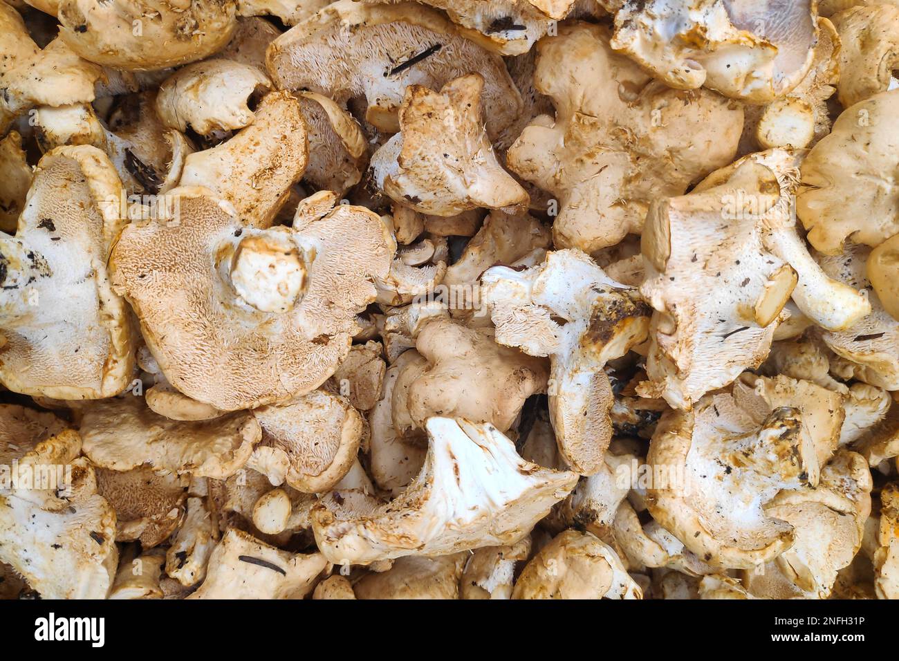 Stack of Shingled Hedgehog mushroom for sale on a market stall. Stock Photo