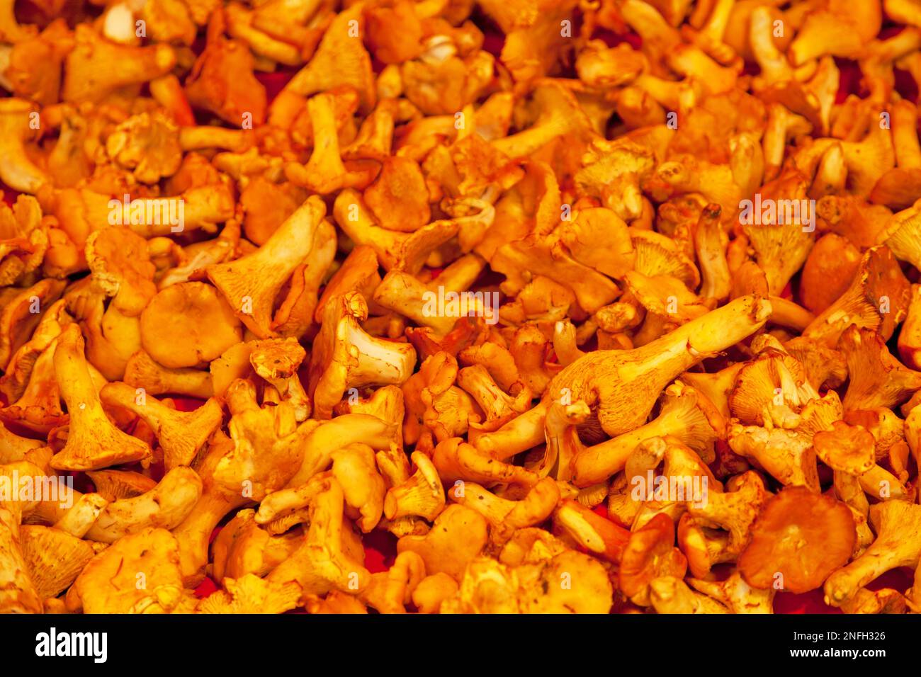 Close-up on a stack of golden chanterelle (Cantharellus cibarius) on a market stall. Stock Photo