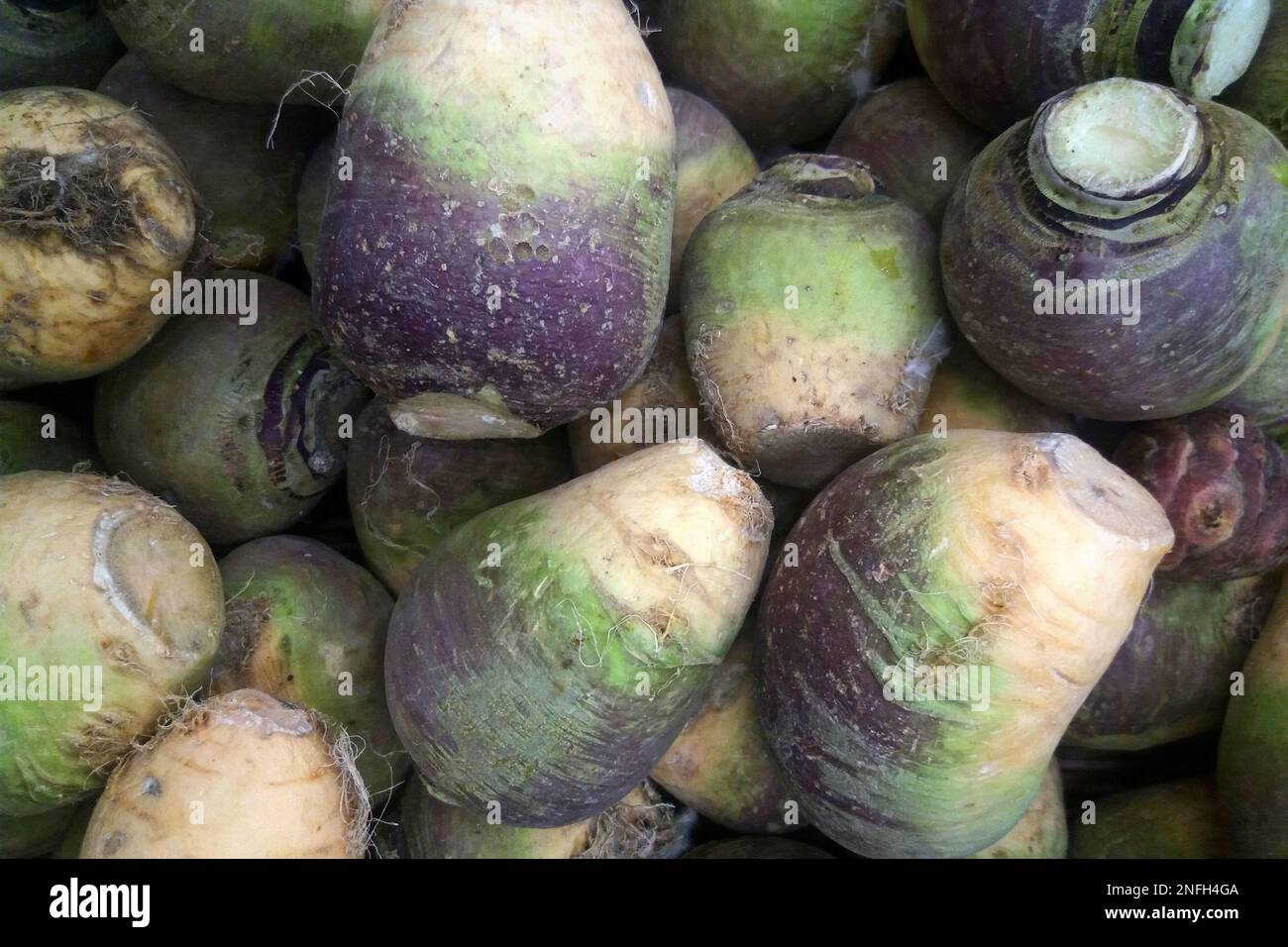 Close-up on a stack of rutabagas for sale on a market stall. Stock Photo