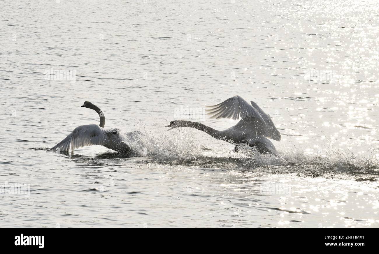 ZHENGZHOU, CHINA - FEBRUARY 17, 2023 - Two swans fall in love at a wetland park in Zhengzhou, Henan province, China, Feb 17, 2023. Stock Photo