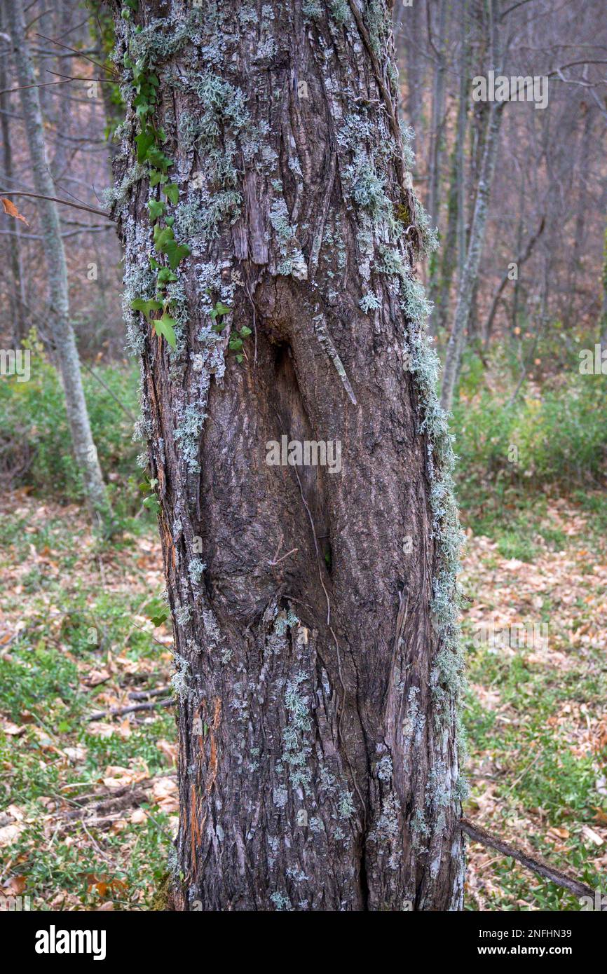 Tree trunk with crack wrinkle holes in the middle of the forest strange